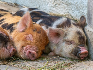  Добро јутро децо - Школа за прасиће 