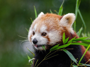  Добро јутро децо - Прича о гласовима 