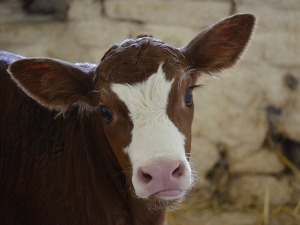  Добро јутро децо - Крава Зора 