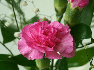  1001 Траг - Каранфиле цвеће моје - Данка Стојиљковић 