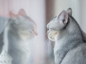  Добро јутро децо - Тринаест јој је година 