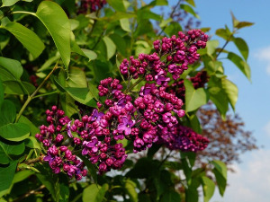  1001 Траг - Разгранала грана јоргована - Јордан Николић 