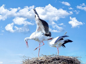  Добро јутро децо - Враћају се роде 