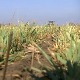 Пшеница промрзла због хладноће, хоће ли то утицати на принос