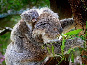  Добро јутро децо - Моја мала мама 