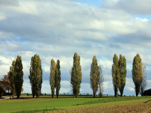  1001 Траг - Мој јаблане шири гране - Душица Билкић 