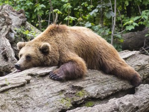 Снима се филм по истинитој причи о медведу који је угинуо од кокаина