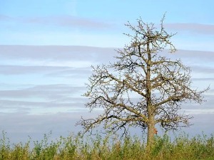 Јутро хладно, дан сунчан, за викенд поново топло