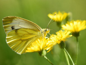  Добро јутро децо - Шешир за маслачке 