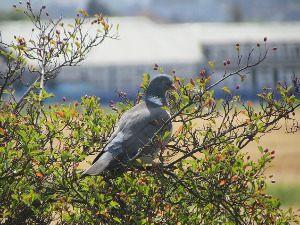  1001 Траг - Где си да си мој голубе - Мерима Његомир и Предраг Гојковић Цуне 