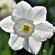  1001 Траг - Увенуће нарцис бели - Шабан Шаулић 