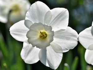  1001 Траг - Увенуће нарцис бели - Шабан Шаулић 