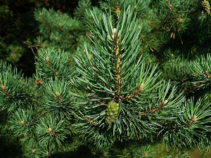  1001 Траг - Девојка је зелен бор садила - Соња Перишић 