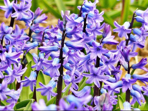  Добро јутро децо - Зумбул 