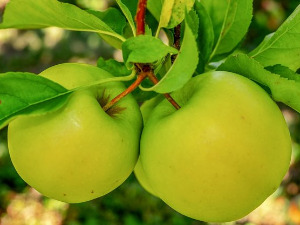  1001 Траг - У Призрену зелена јабука - Ранко Шемић 