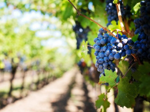  1001 Траг - Садила мома лојзе - Станиша Стошић 