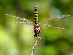  Добро јутро децо - Вилин коњиц 