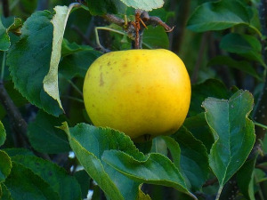 Од злата јабука