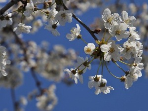 Пролеће се враћа, за викенд и до 20 степени