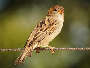  Добро јутро децо - Врабац 