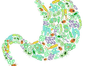 Микробиота – читав екосистем унутар човека