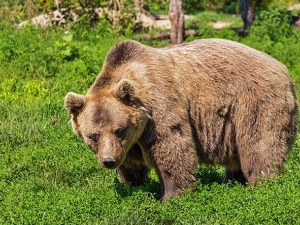 Коњиц, медвед напао чобанина и поломио му руке