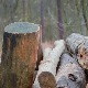 Мушкарац погинуо на Повлену приликом сече дрва 