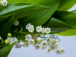 Добро јутро децо - Шта све можемо у мају