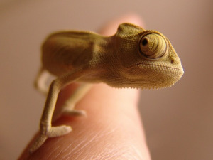  Добро јутро децо - Гуштер, мој пријатељ 