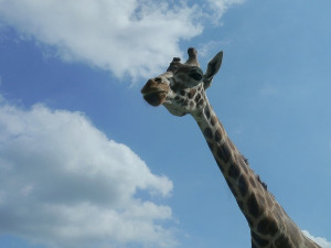  Добро јутро децо - Жирафе и облак 