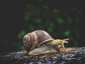  Добро јутро децо - Најдуже приче на свету 