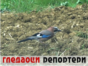 Гледаоци репортери (13. мај 2021)
