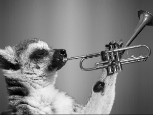 Зоо симфонија: Фурунарка 