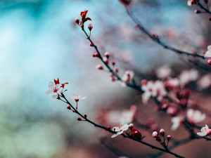  Добро јутро децо - Радојева трешња 