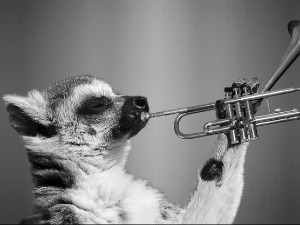 	Зоо симфонија: Бубашваба