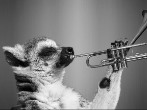 Зоо симфонија: Пацов 