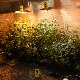 Наставак акције "Гнев", у Смедереву  откривена лабораторија за узгој марихуане