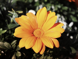 Добро јутро децо - Радио Невен, 2. део