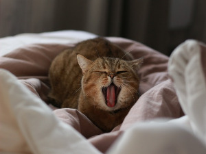  Добро јутро децо - Успављивање 