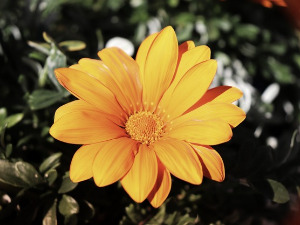 Добро јутро децо - Радио Невен, 4. део