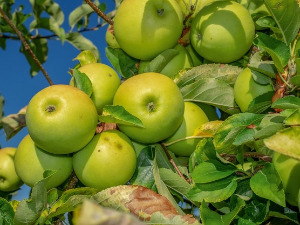  1001 Траг - Ој јабуко зелена - Радмила Ђорђевић 