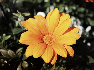 	Добро јутро децо - Радио Невен, 7. део 