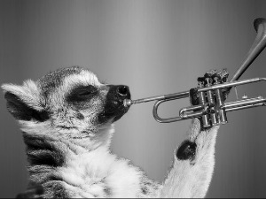 Зоо симфонија: Зебра 