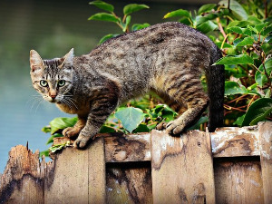  Добро јутро децо - Мачак и симфонија 