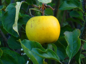 Од злата јабука