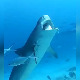 Двоглава ајкула