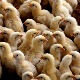 У Кини oткривен први случај новог соја птичјег грипа