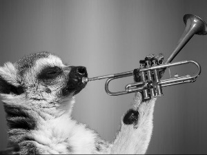 Зоо симфонија: Сврака