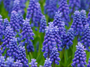  1001 Траг - Симбил цвеће - Јордан Николић 