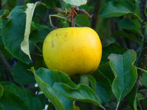 Од злата јабука